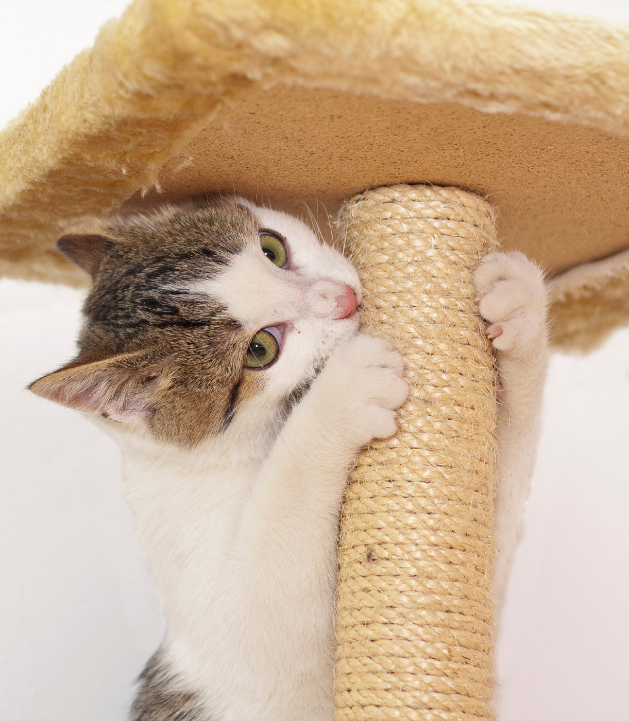 Quelle corde choisir pour un griffoir pour chat ?