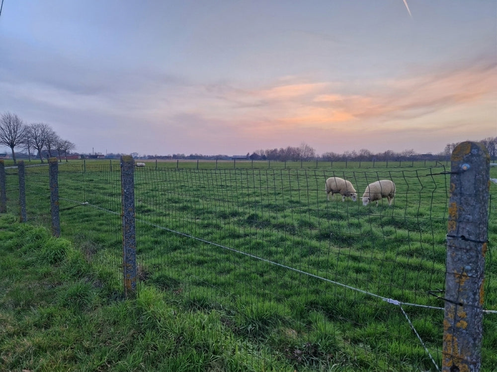 Schrikkoord FenceTech voor het afspannen van weides met schapen, toepassingsfoto