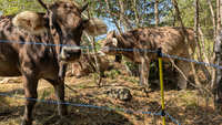 Schrikdraad FenceTech voor het afspannen van weides en grote graaivlaktes in het wild met koeien