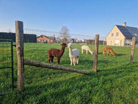 Schrikdraad FenceTech voor het afspannen van weides met alpaca’s, toepassingsfoto
