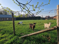 Schrikdraad FenceTech voor het afspannen van weides met geiten, toepassingsfoto